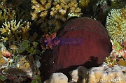 Asteronotus hepaticus Doris hepatique nudi-Tomia Hondue Slope-5m-20180525-Denis-ADER-DSC_0658_tn